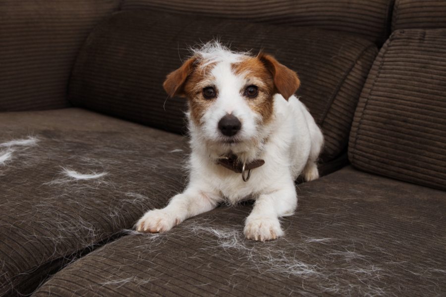 dog hair embedded in couch