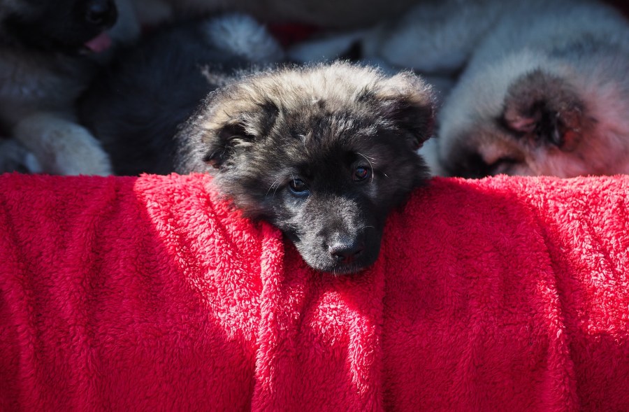 how to remove dog hair from blankets