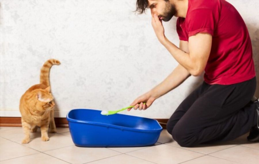 Why Does Cat Pee Smell So Bad
