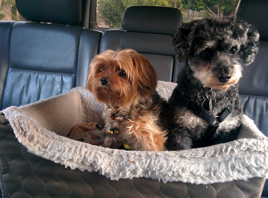 Hacks to Get Dog Hair Out Of Car