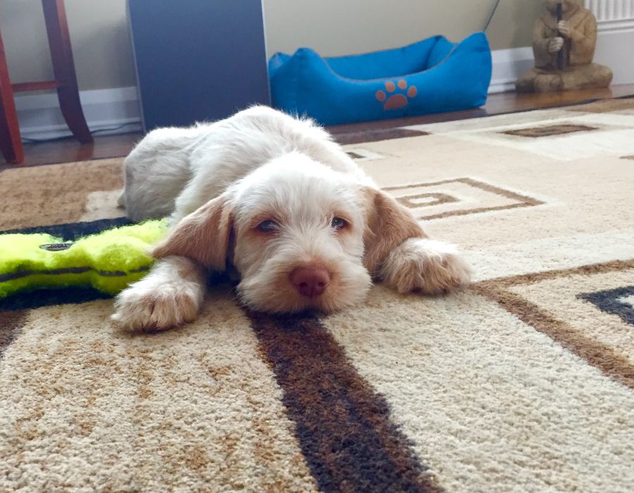 How To Remove Stubborn Pet Hair From Carpet
