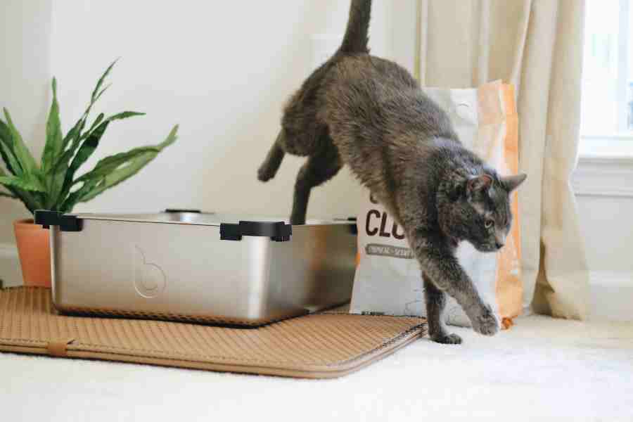 What Does Cat Pee Smell Like