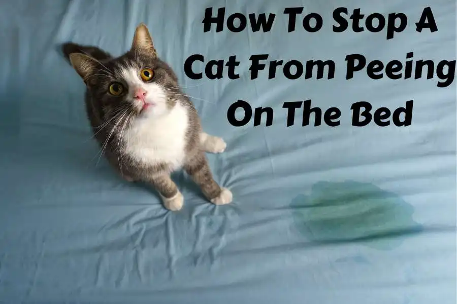 How To Stop A Cat From Peeing On The Bed